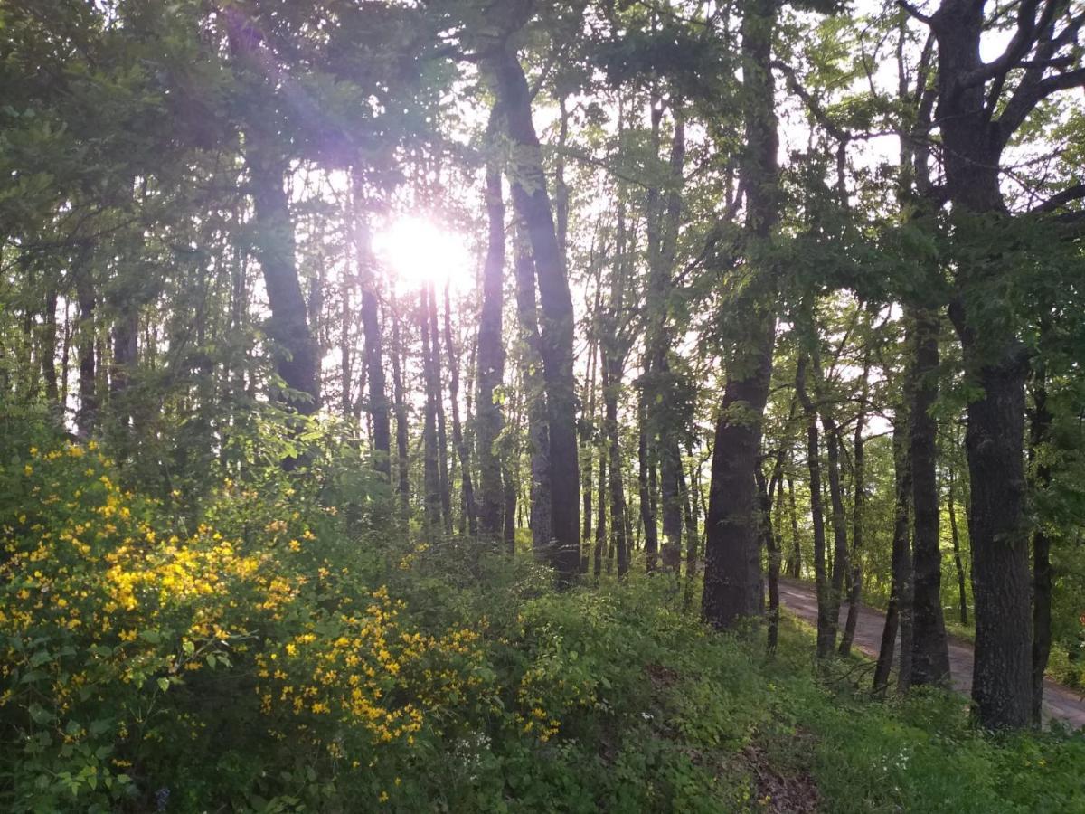 Uno Chalet Nel Bosco Villa Lama Mocogno Dış mekan fotoğraf